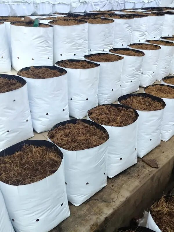 Lợi ích vượt trội của túi đựng giá thể