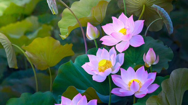 Background hoa sen phông nền máy tính 2