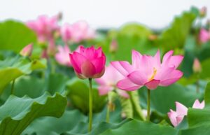 Background hoa sen phông nền máy tính 3