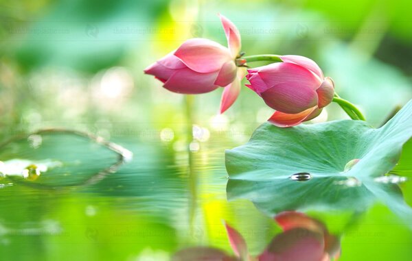 Background hoa sen phông nền máy tính 4