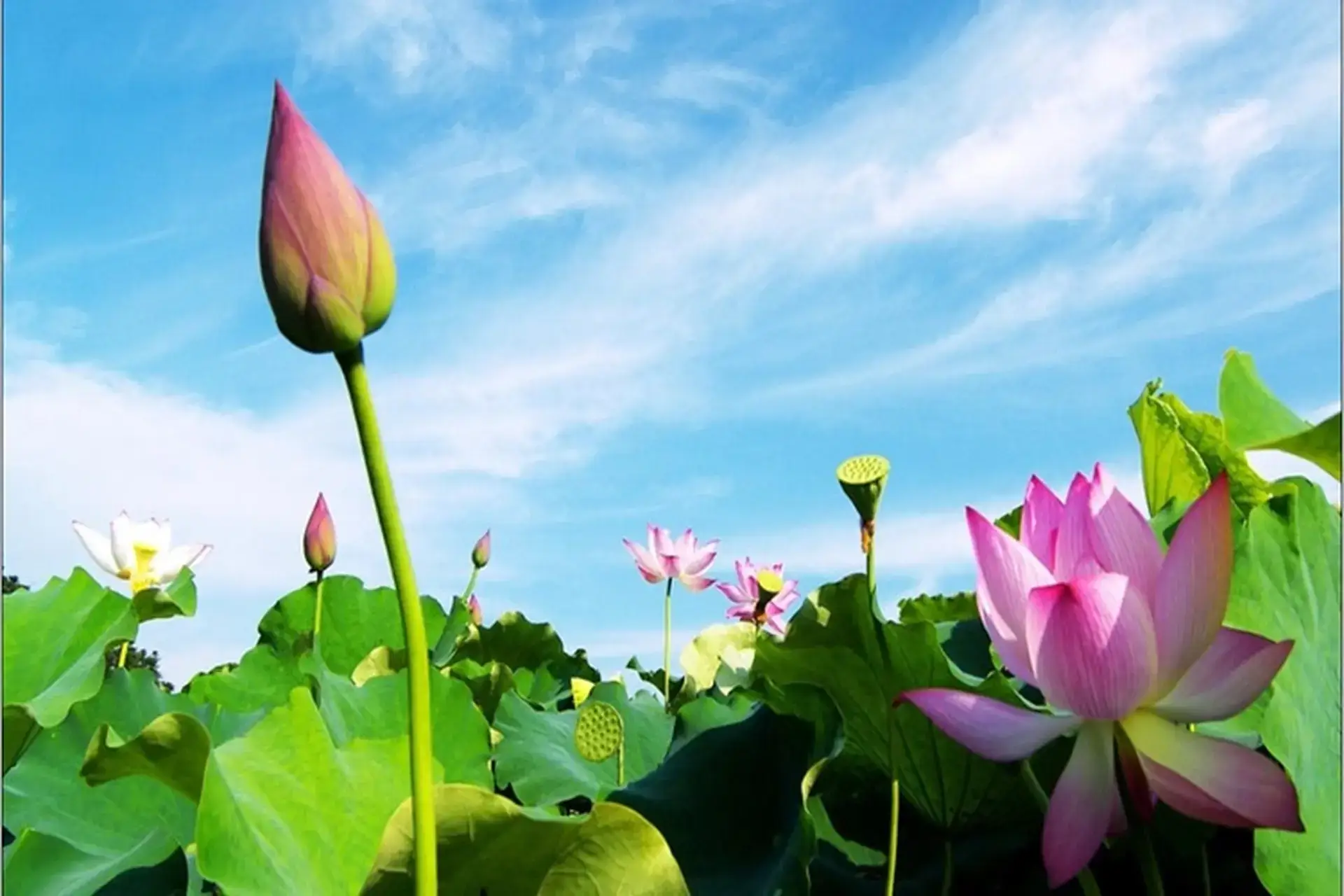 Background hoa sen phông nền máy tính 5