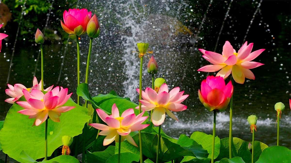 Background hoa sen phông nền máy tính 6