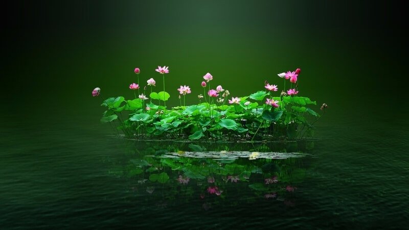 Background hoa sen phông nền máy tính 7