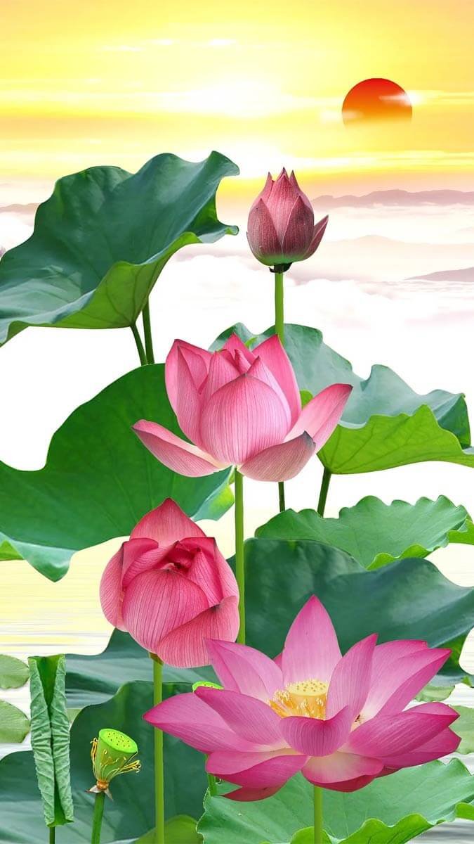 Background hoa sen cho điện thoại 1