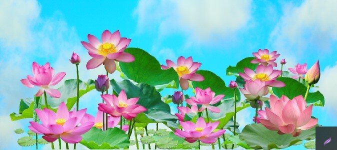 background hoa sen vector làm backdrop sự kiện 1