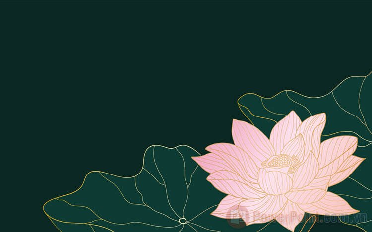 hoa sen background cho bài thuyết trình 3
