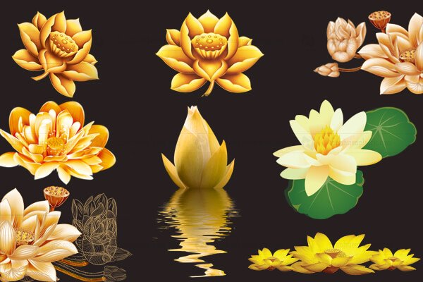 vector hoa sen vàng